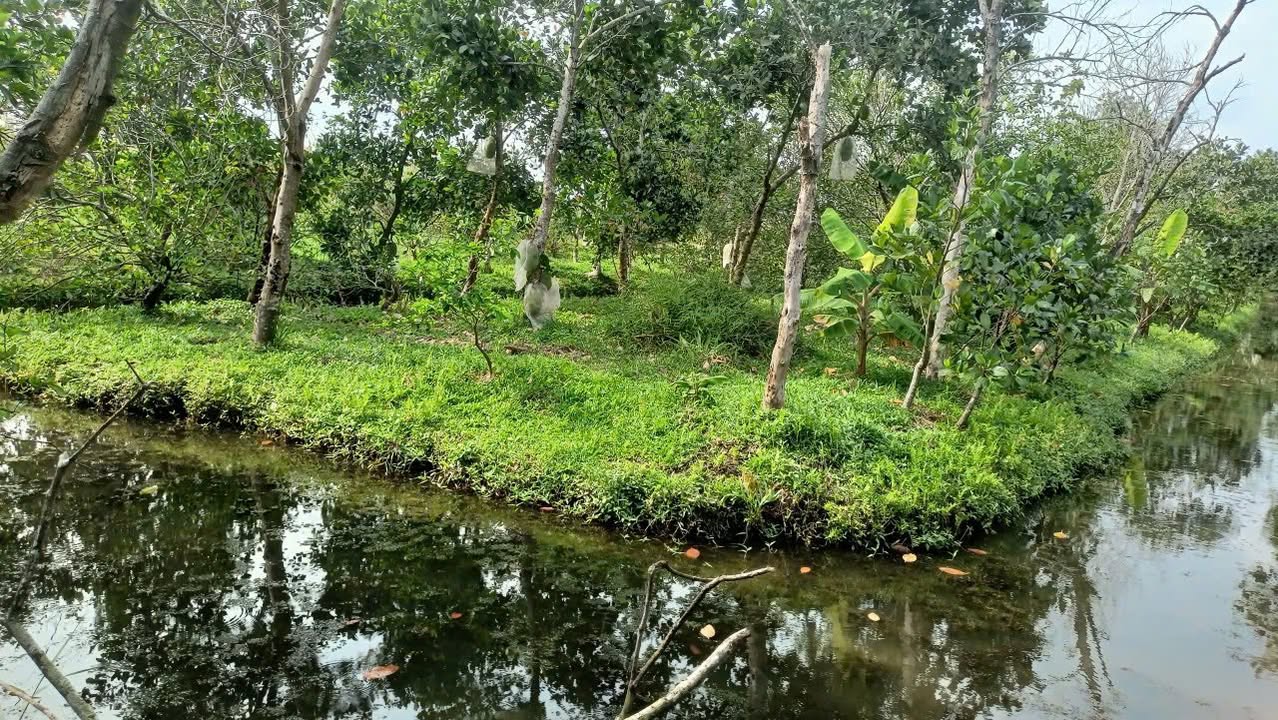 Đất nền Long Thạnh Hậu Giang 7.000m² 1.54 tỷ - Sổ đỏ chính chủ