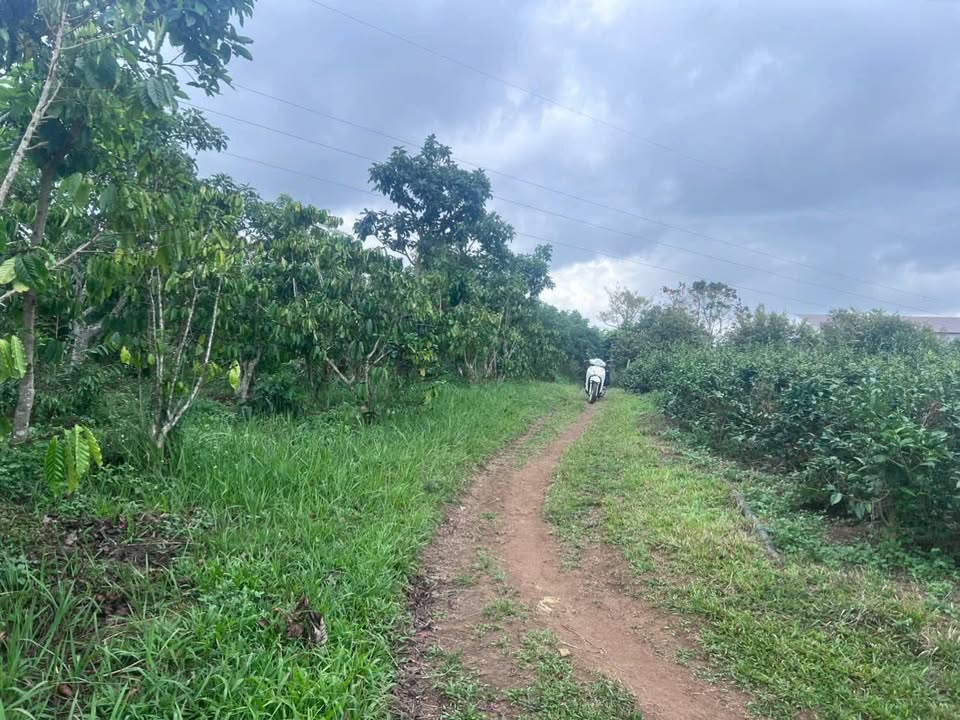 Bán Đất Vườn 3180m² Mặt Tiền Hẻm 266 Đoàn Thị Điểm, Bảo Lộc - Giá 650 Triệu