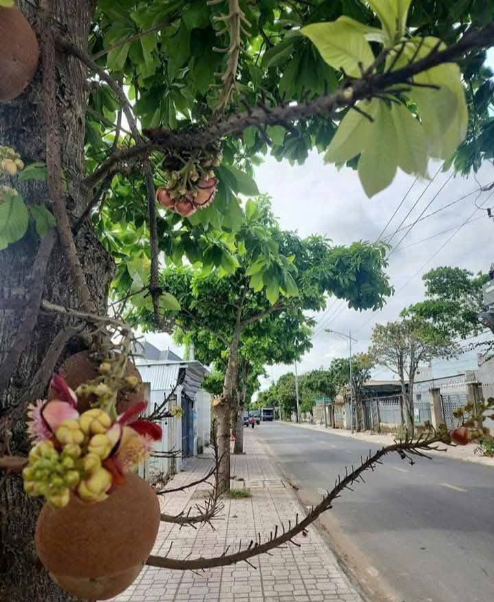 Bán Nền Nhà Vườn 1489m² Đường Nguyễn Huệ, TP Sóc Trăng - Sẵn Sàng Nghỉ Dưỡng