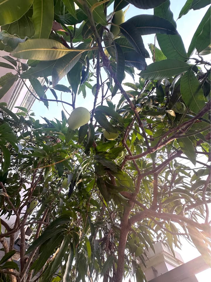 Cho Thuê Nhà Mới Xây P. Rạch Dừa, Vũng Tàu - 35m² Giá 3.5 Triệu