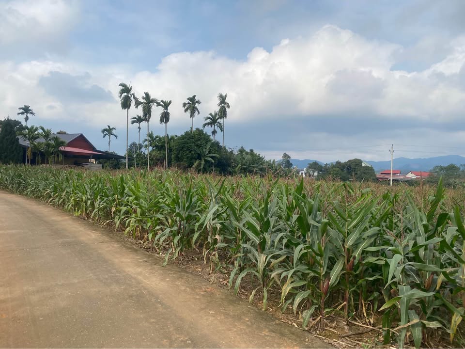 Đất nền Quy Mông, Trấn Yên 1520m² - Sổ đỏ chính chủ, tiềm năng đầu tư!