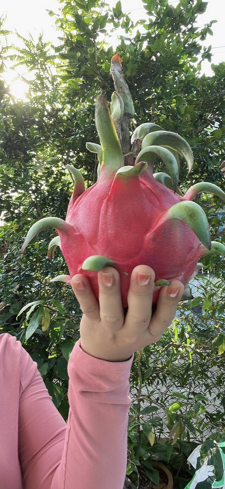 Đất nền QL1 Tân An 850m² 1 tỷ - Sổ đỏ chính chủ