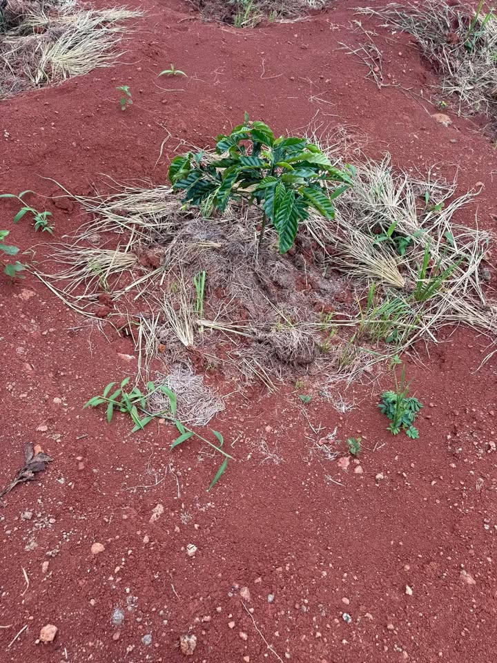 Đất nền Lâm Hà 5500m² 2.65 tỷ - Sổ đỏ chính chủ, đường to ô tô!