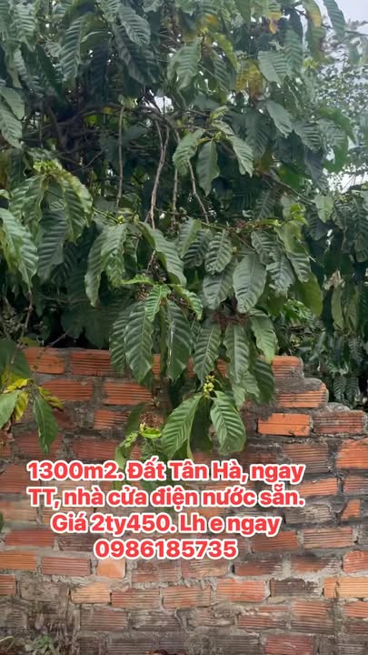 Đất nền Tân Hà, Lâm Hà 1300m² - Sổ đỏ chính chủ, sẵn thổ cư!