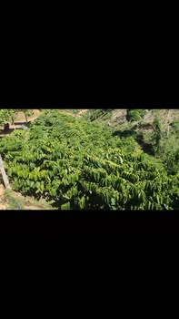 Đất Vườn Phúc Thọ 1.3ha - Nghỉ Dưỡng Lý Tưởng, Giá 1.9 Tỷ