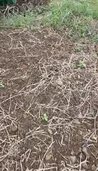 Đất nền Đăk Wil, Lâm Hà 3600m² - Sổ đỏ chính chủ, tiềm năng tăng giá!