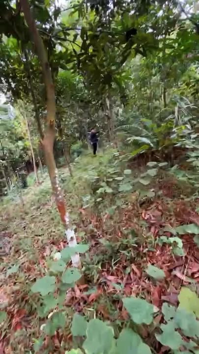 Đất Rừng Sản Xuất Lào Cai 13.676m² - Sổ Đỏ Rõ Ràng - Chỉ 450 Triệu