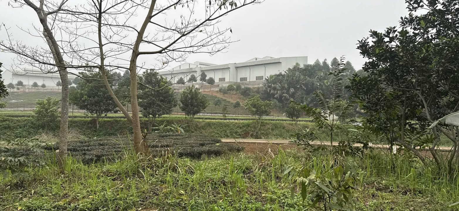 Đất nền Phú Thọ 848m² - Sổ đỏ chính chủ, tiềm năng tăng giá!