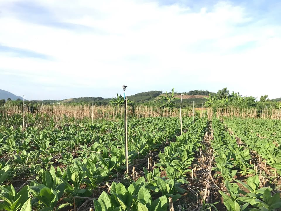 Đất Vườn Đồng Nai 6000m² Sổ Đỏ - Giá Đầu Tư 2.6 Tỷ