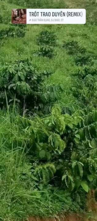 Bán Đất Vườn 14.000m² Lâm Đồng - Sẵn Sàng Thu Hoạch Cà Phê Tơ