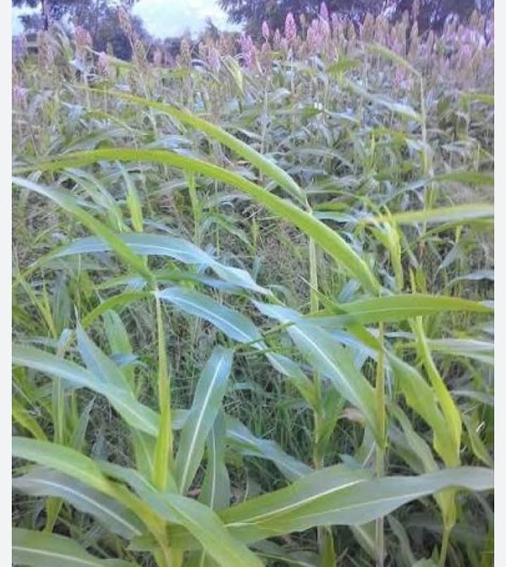 Đất Vườn Mỹ Sơn, Ninh Thuận 2.3ha giá 1.9 tỷ - Cơ hội đầu tư tốt!