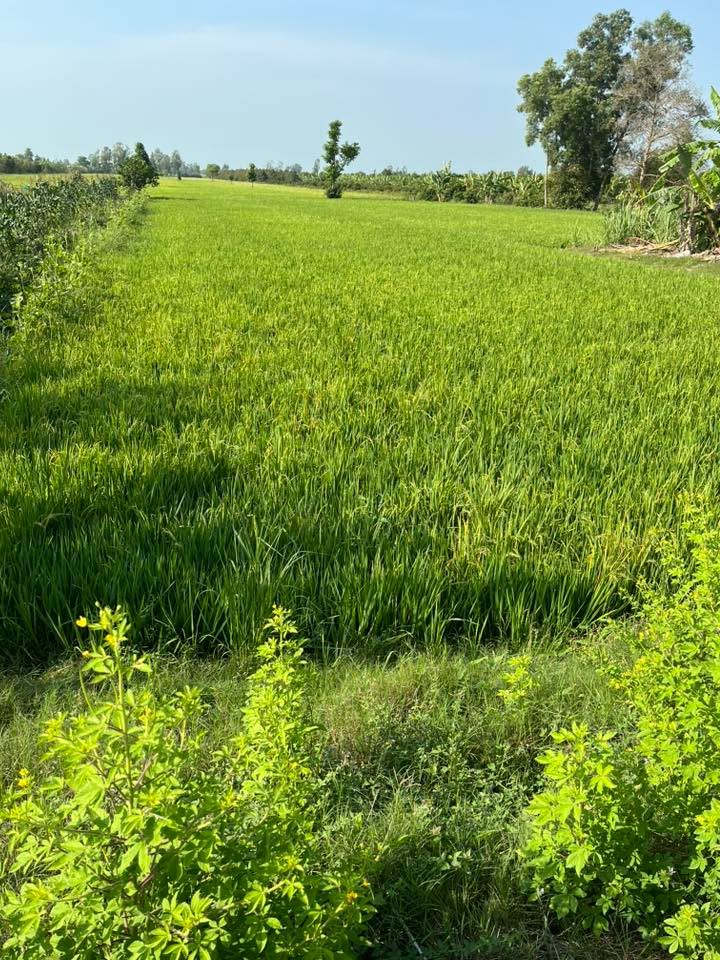 Đất nền Tân Hoà, Hậu Giang 360m² - Đường to ô tô, giá chỉ 750 triệu!