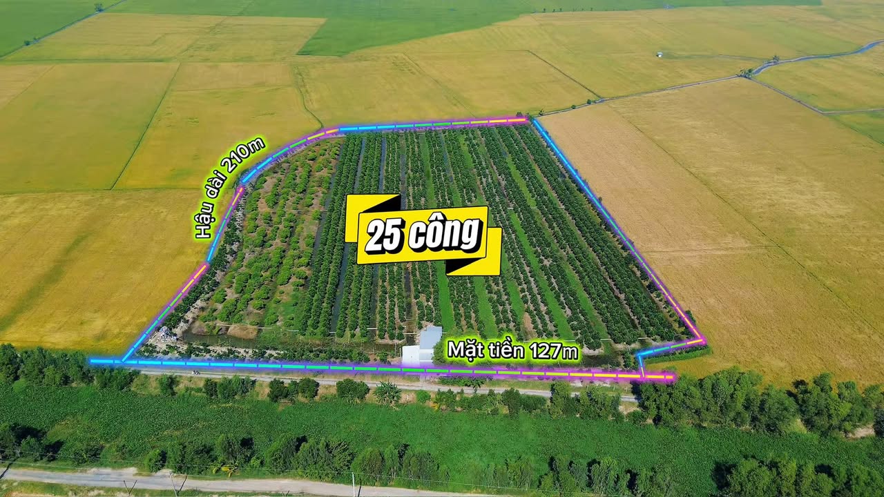 Bán Đất Vườn 30.000m² Châu Đốc - Kinh Doanh Mít Thái/Indo, Mặt Tiền Rộng 127m