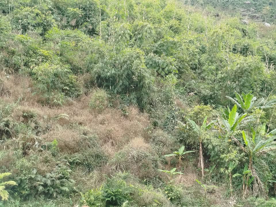 Bán đất Farm 2880m² Đam Rông - Giá 350 Triệu - Suối Mát, Tưới Tự Động