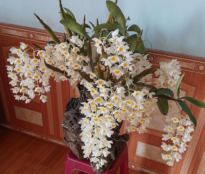 Đất Vườn Tân Thanh, Lâm Hà 5000m² - Sổ Đỏ Chính Chủ, Thổ Cư 100%