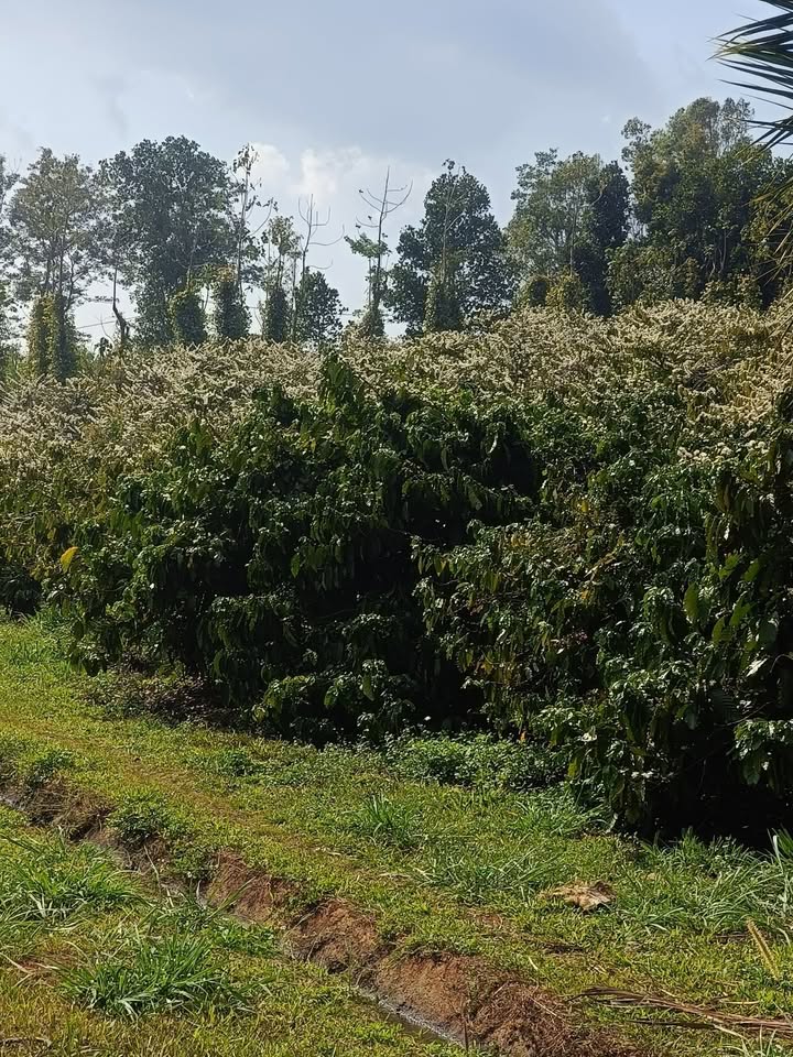 Đất nền Quảng Trực, Đắk Nông 7000m² – Sổ đỏ chính chủ, 1.3 tỷ