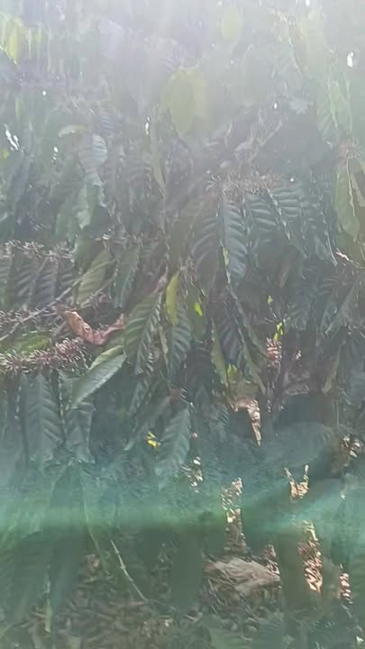 Bán Đất Vườn 10.000m² Lâm Hà, Lâm Đồng - Giá Tốt 1.5 Tỷ