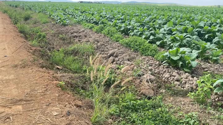 Đất nền Ea Lê Ea Súp 40.000m² giá 800 triệu - Giá đầu tư tốt!