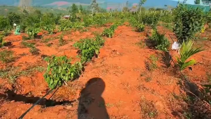 Bán Gấp 5ha Đất Đỏ Bazan Gia Lai - 120 Triệu/Sào - Sẵn Nguồn Thu Nhập