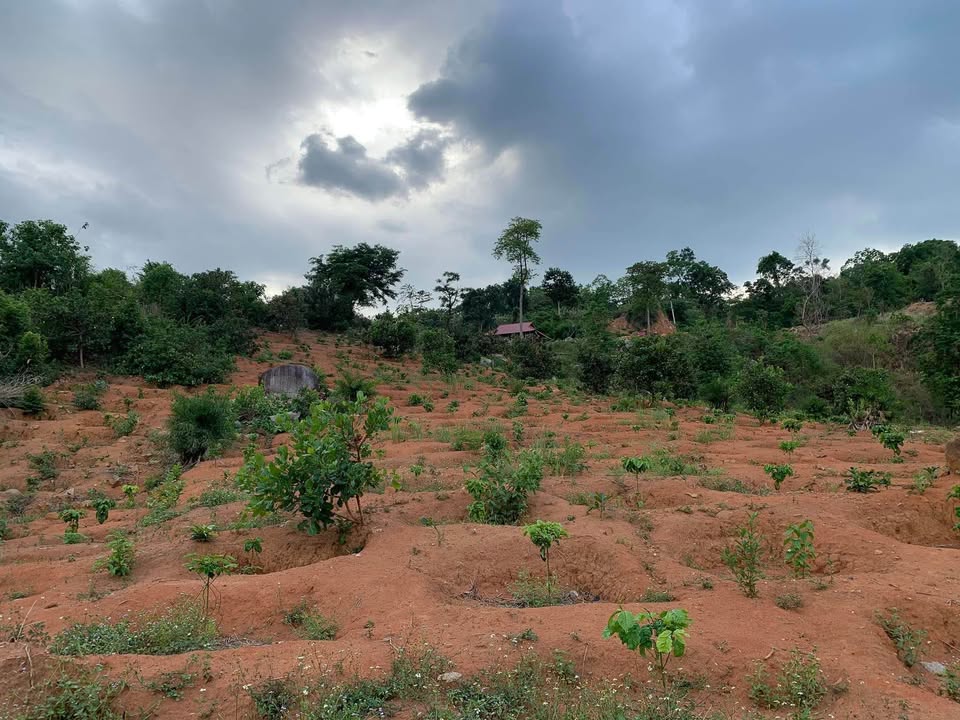 Đất Vườn Cà Phê 1.3ha Hồ Nam Ka, Lắk - View Độc Đáo!