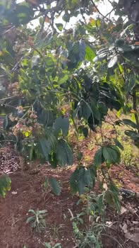 Bán Gấp Đất Vườn 6000m² Ia Boòng, Chư Prông, Gia Lai - Giá 800 Triệu