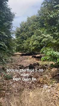 Đất vườn sầu riêng Định Quán, Đồng Nai - Cơ hội đầu tư dài hạn!