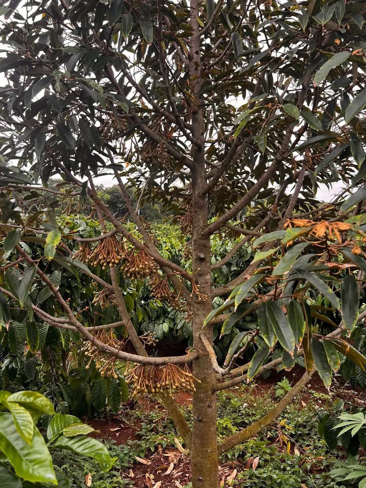 Đất vườn Hòa Trị Phú Yên 1,2ha 4,5 tỷ - Đầu tư dài hạn