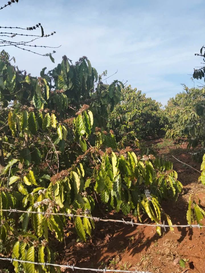 Bán Đất Farm Cà Phê 2ha Ia Hrung, Gia Lai - Giá Tốt 4.5 Tỷ