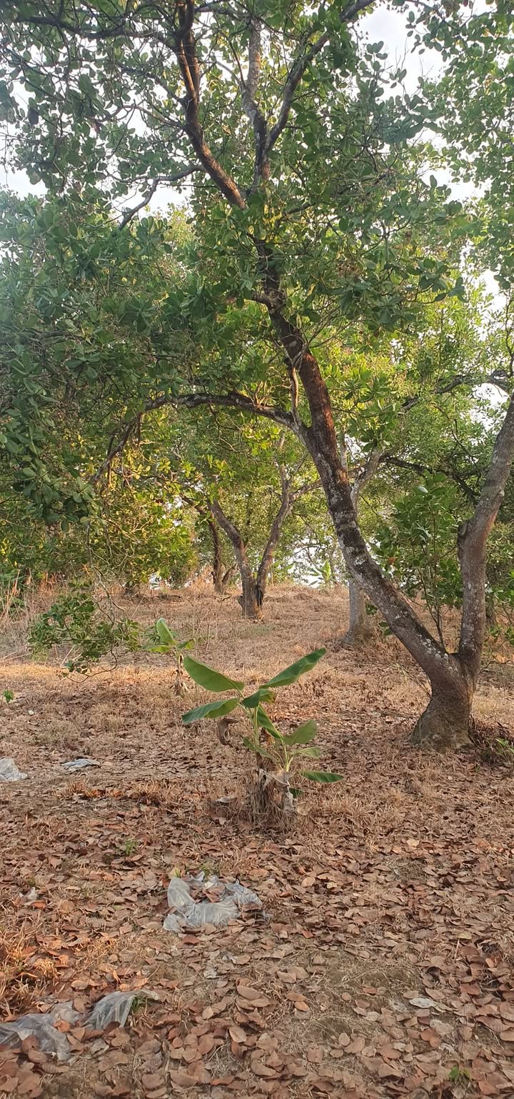 Bán Gấp 4ha Đất Điều Tân Lợi, Bình Phước - Giá 5.4 Tỷ