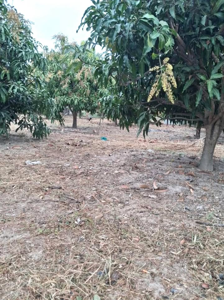 Đất Vườn 8000m² Vạn Hưng, Khánh Hòa - Cây Ăn Trái Cho Thu Hoạch, Giá Tốt