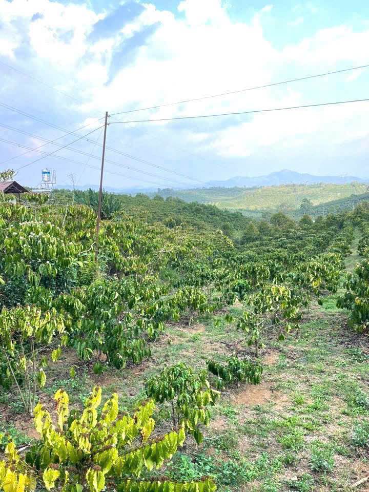 Đất nền Bảo Lộc 4600m² giá 4.5 tỷ - Sổ đỏ chính chủ!