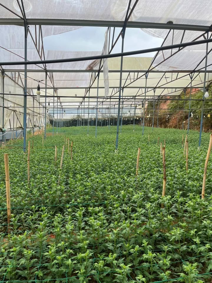 Đất Vườn Lạc Dương Đà Lạt 10.800m² - Nghỉ dưỡng lý tưởng!