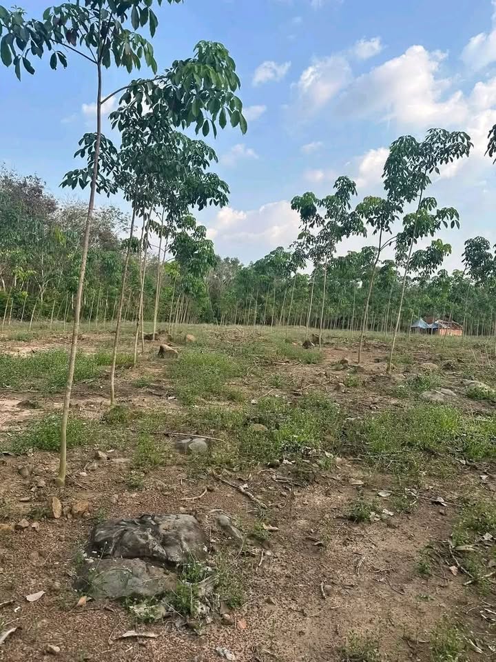 Bán 1.4ha Cao Su Đức Linh Bình Thuận 1.82 Tỷ - Giá Đầu Tư Tốt