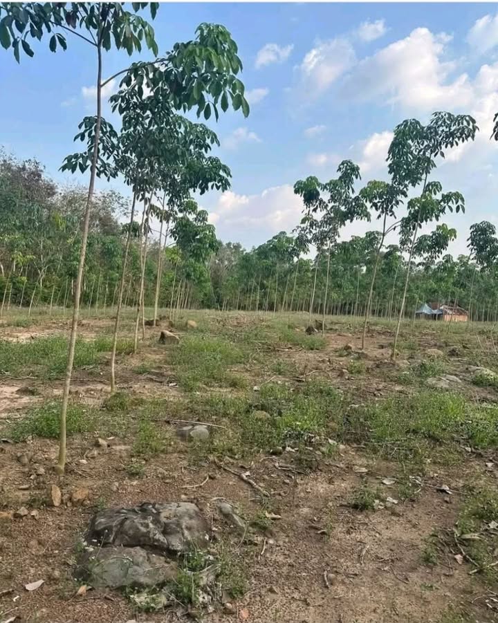 Đất Nền Đức Tài Bình Thuận 14.000m² - Sổ Đỏ Chính Chủ, Giá Đầu Tư 130 Tỷ