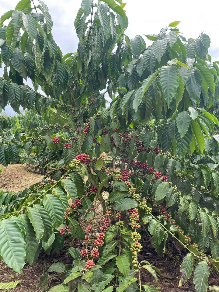 Đất rẫy Ia H'Drung 1.1ha - Tiềm năng tăng giá hấp dẫn!