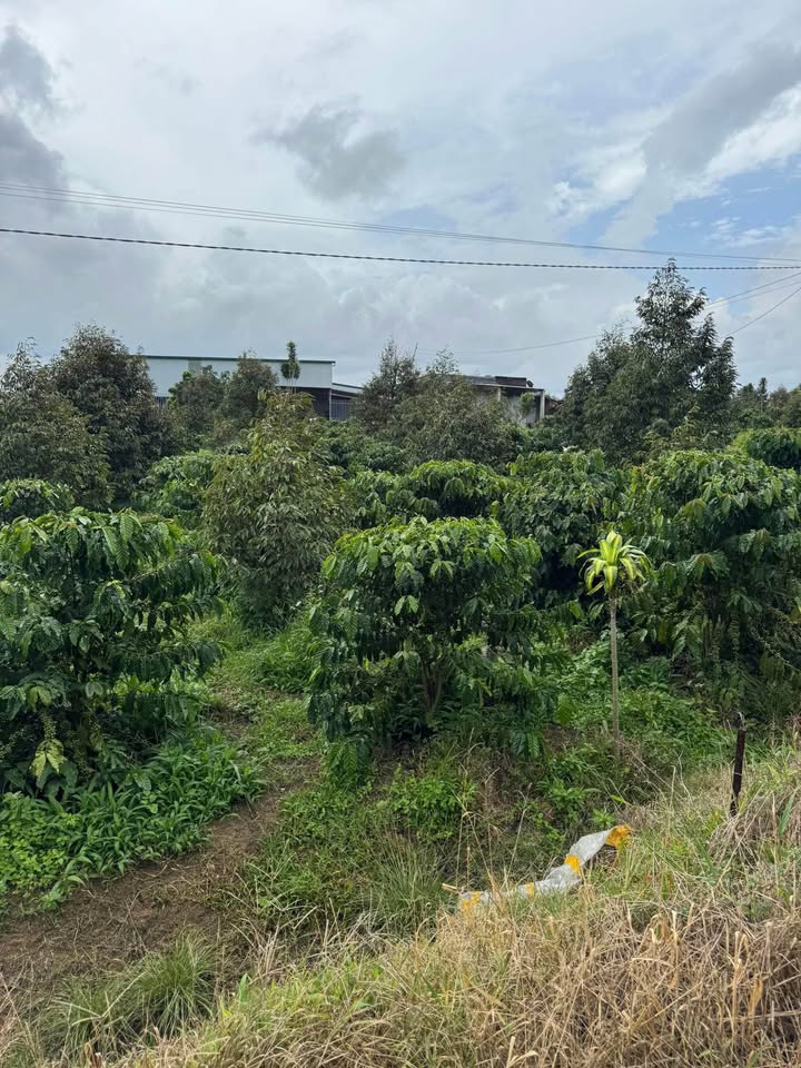 Đất nền Hòa Nam, Di Linh 3132m² - Tiềm năng tăng giá vượt trội!