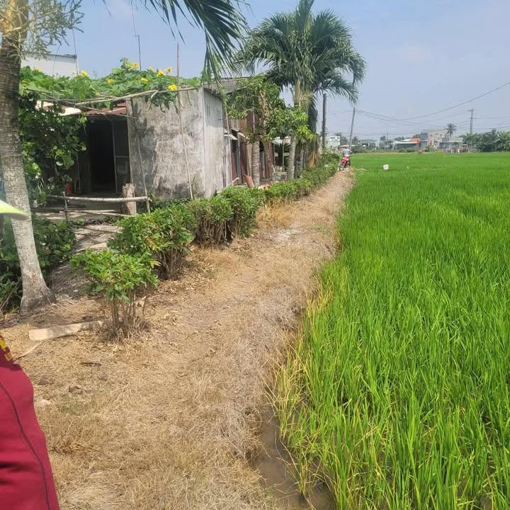 Bán Gấp Đất Vườn 3600m² Long An - Giá Đầu Tư 500 Triệu/Công