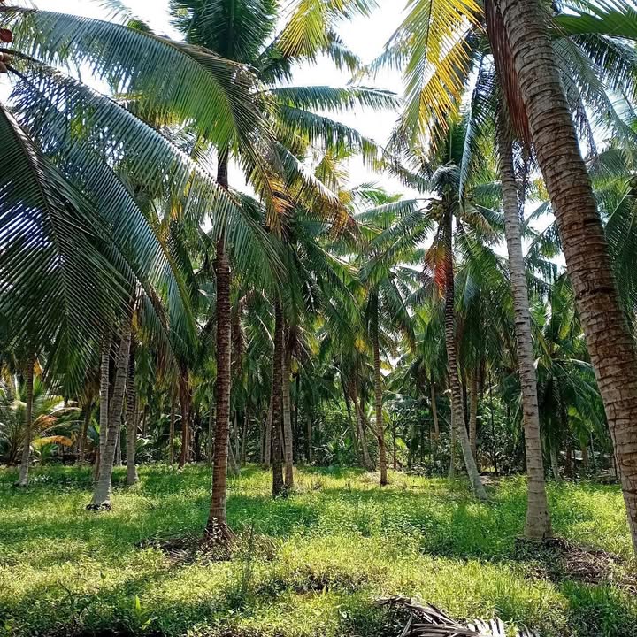 Đất vườn Nhuận Phú Tân, Mỏ Cày Bắc 5000m² - Đầu tư dài hạn!