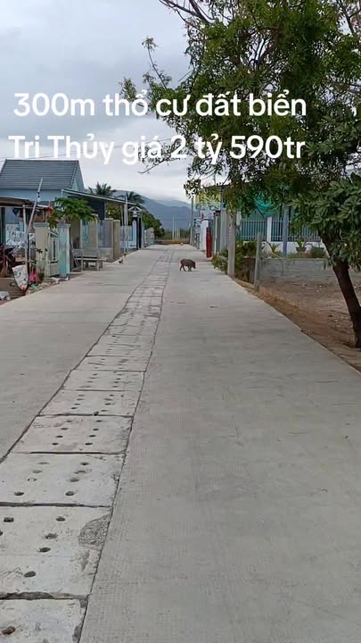 Đất nền Tri Hải, Ninh Hải 300m² - Sổ đỏ chính chủ, gần biển!