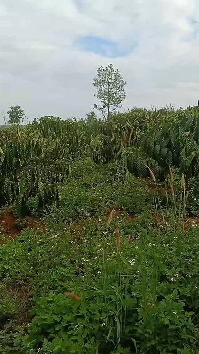 Đất Vườn Đắk Nông 1.8ha - Sổ Đỏ Chính Chủ, Giá 2.8 Tỷ - Sinh Lời Bền Vững