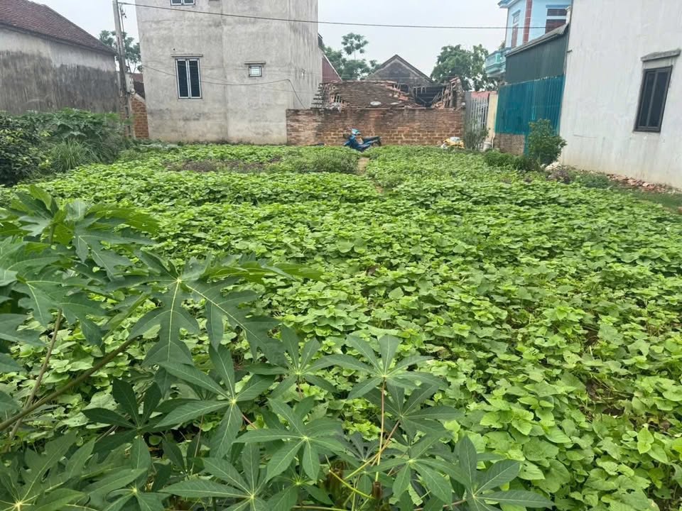 Đất Nền Mỹ Lương Chương Mỹ 344m² Sổ Đỏ Full Thổ Cư - Cơ Hội Đầu Tư Vàng