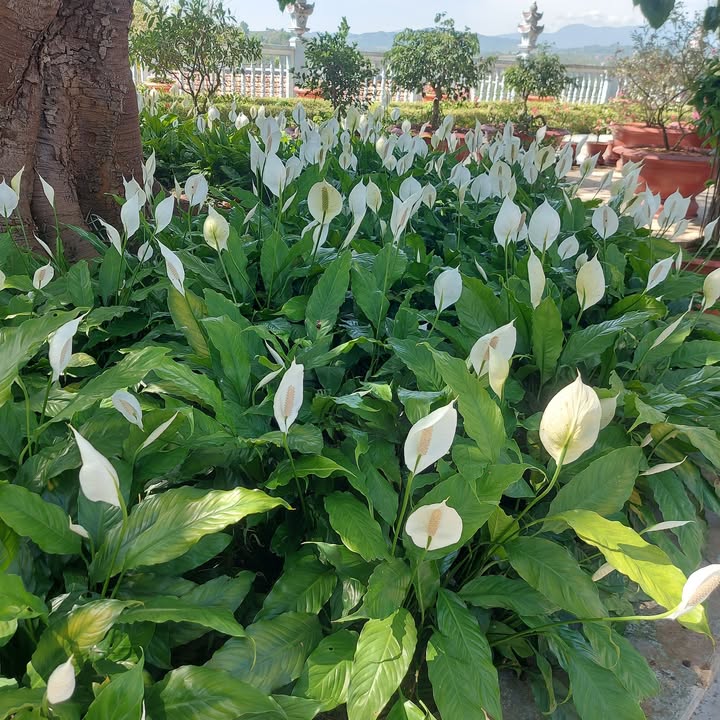 Khách sạn Tăng Bạt Hổ Bình Thạnh 225m2 5 tỷ - Chính chủ