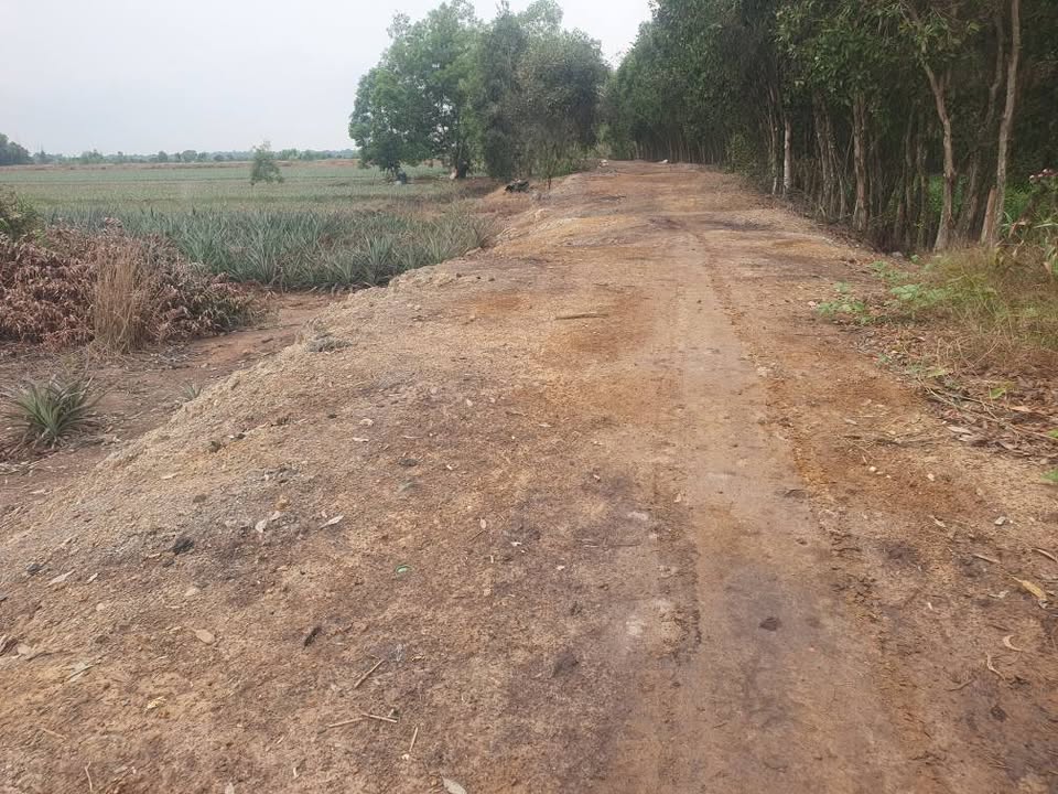 Bán Gấp Đất Vườn 13.000m² Xã Thạnh Mỹ, Tiền Giang - Sổ Hồng Sẵn Sàng