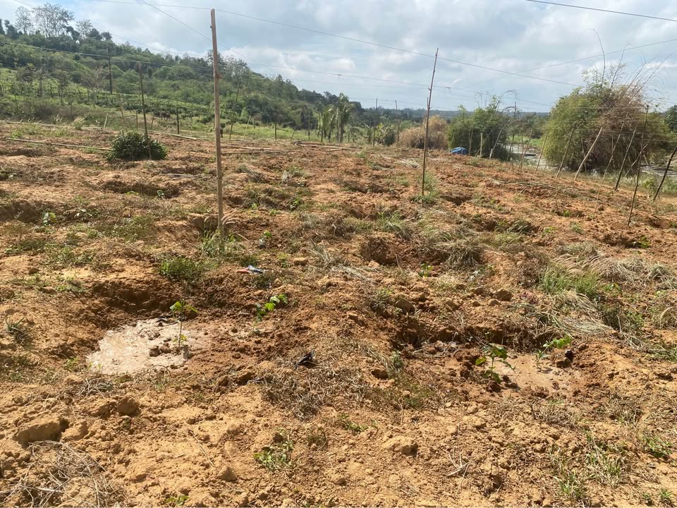 Đất vườn Phú Xuân Krông Năng 1.2ha giá 1.5 tỷ - View sông cực đẹp