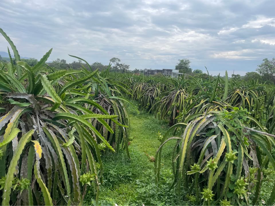 Đất nền Hàm Hiệp, Hàm Thuận Bắc 4.200m² - Tiềm năng tăng giá vượt trội!