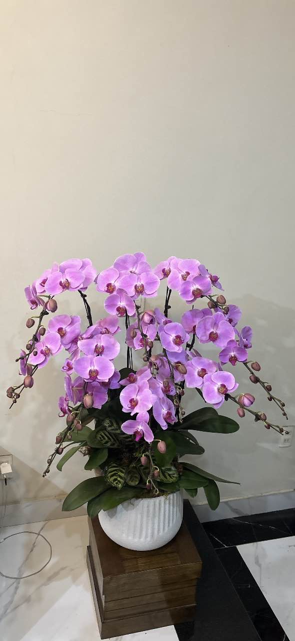 Nhà Phố Đường Tiền Phong, Hải An 72m² - Mặt tiền kinh doanh đắc địa!