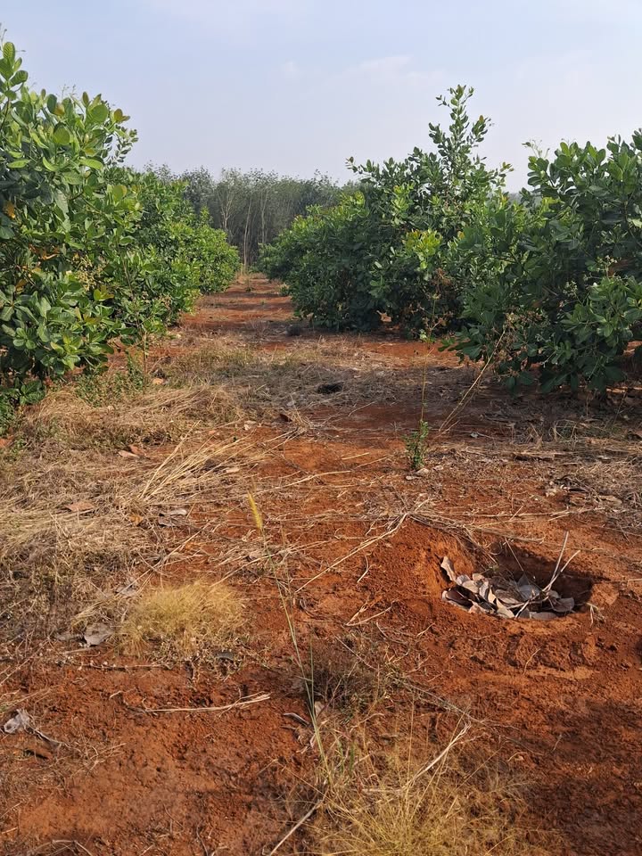 Farm 4ha Sổ Hồng Đỏ - Mặt Tiền Đường Đất 280m - Bình Phước Giá 5.8 Tỷ