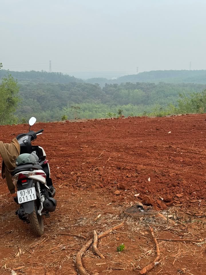 Bán 11.000m² Đất Trồng Điều Ghép - Sổ Đỏ Rõ Ràng - Phú Riềng, Bình Phước