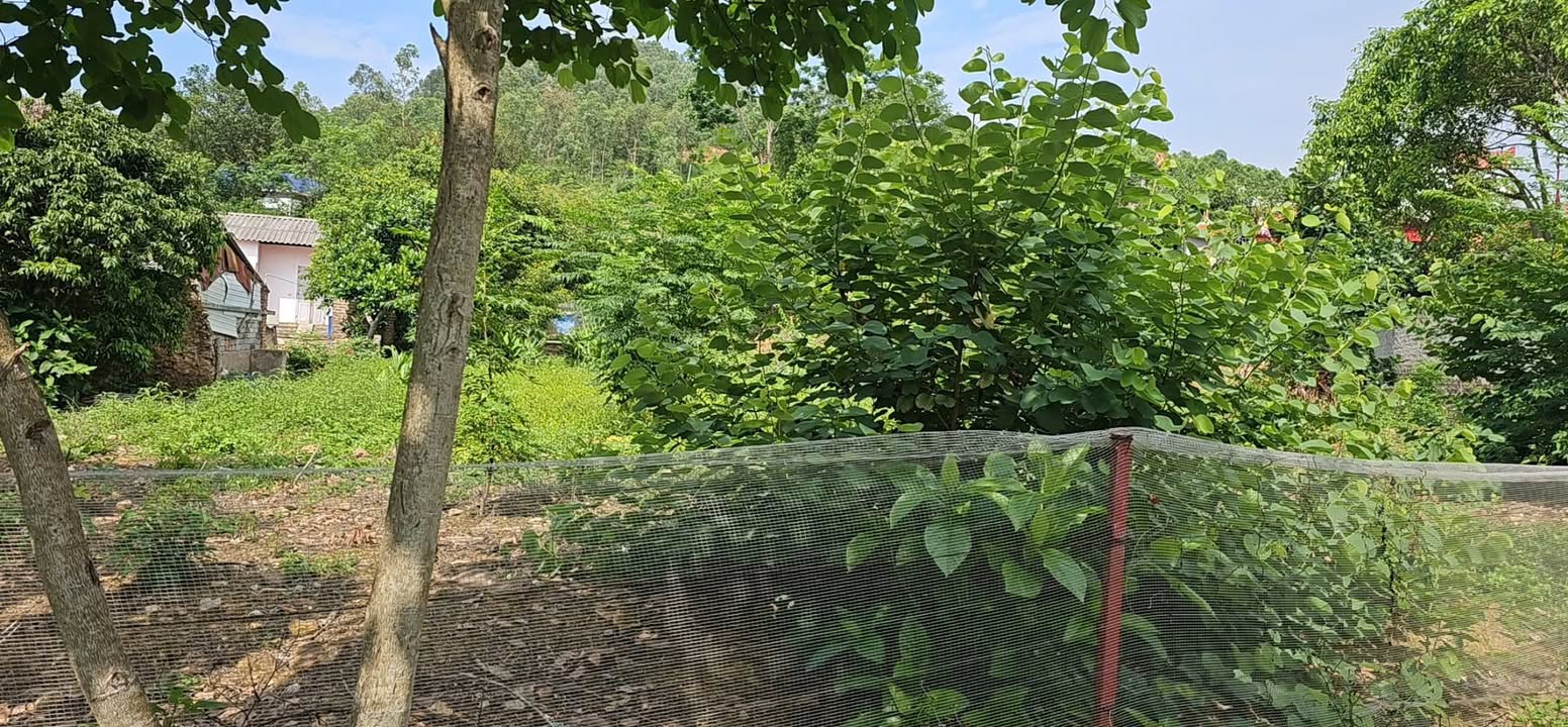 Đất vườn Thôn Đồi Gai, Lục Nam 899m² - Sổ đỏ chính chủ, an cư lý tưởng!