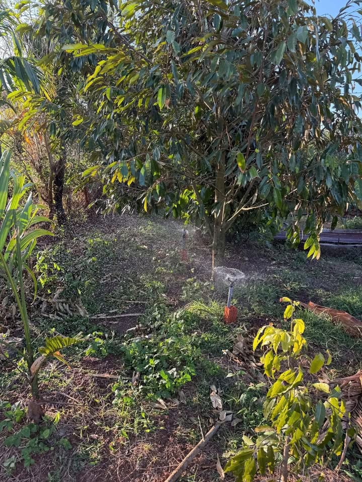 Đất Vườn Đắk Lắk 5600m² - 90 Cây Sầu Riêng & Cà Phê - 3.13 Tỷ